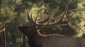 Michael Pellegatti Wild Visions’s Videos on Vimeo - Big Bull Elk in Velvet