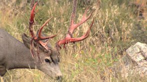 Michael Pellegatti Wild Visions’s Videos on Vimeo - Mule Deer Bucks in Velvet