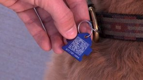 Michael Pellegatti Wild Visions’s Videos on Vimeo - Smart Pet Tag Dog Tags