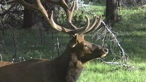 Michael Pellegatti Wild Visions’s Videos on Vimeo - Wapiti The Majestic Elk of North America.fw