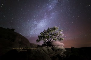 night sky milky way and tree snowflake arizona
