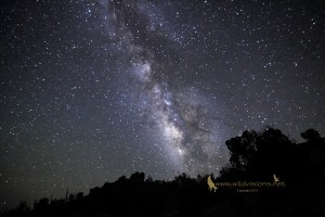 The Milky Way over a tree line - Snowflake, AZ